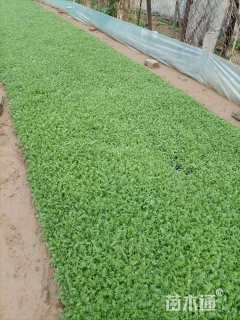 高度20厘米宿根亚麻