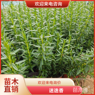 高度50厘米迷迭香