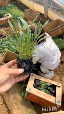 高度10厘米金鸡菊