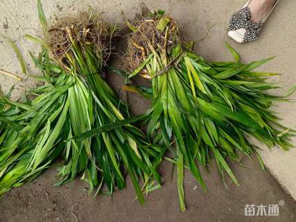 高度30厘米鸢尾