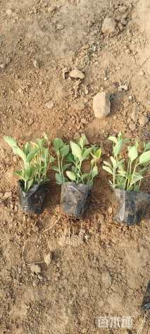 高度15厘米桔梗