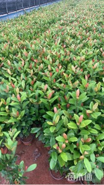 高度35厘米龙船花