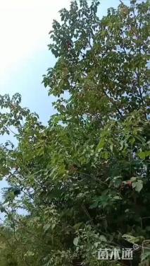 高度40厘米粉花绣线菊