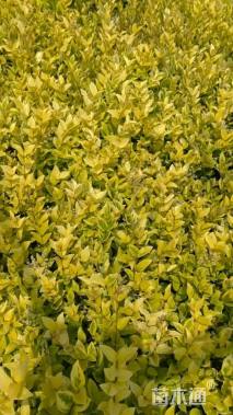 高度20厘米金森女贞