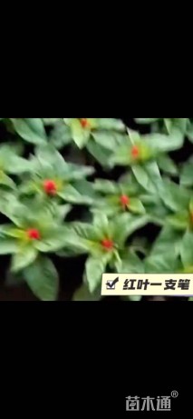 高度15厘米一支笔