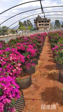 高度80厘米三角梅