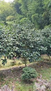 高度230厘米美人茶