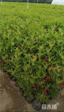 高度50厘米红王子锦带