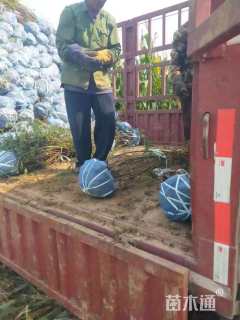 高度180厘米黄刺玫