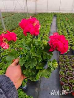 高度15厘米天竺葵