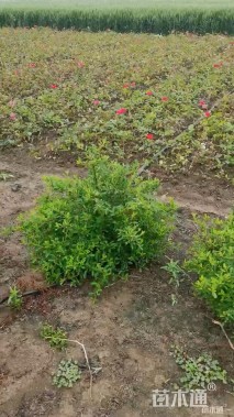 冠幅50厘米火棘球