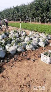 高度20厘米平枝栒子