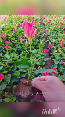 高度20厘米扶桑