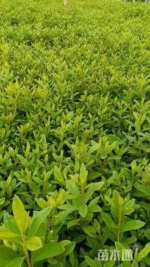 高度35厘米毛鹃