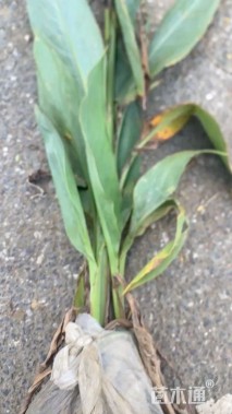 高度55厘米美人蕉