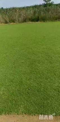 草块状百慕大草