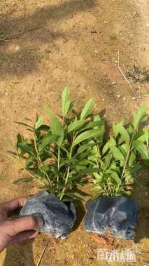 高度15厘米杜鹃