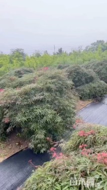 高度150厘米羽毛枫