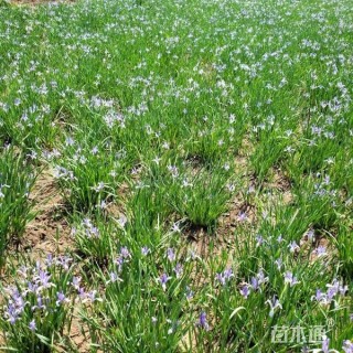 高度30厘米马兰头