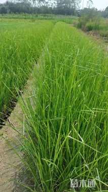 高度30厘米香根草