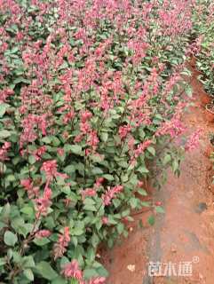 高度20厘米一串红