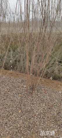 高度100厘米胡枝子