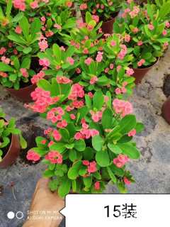 高度15厘米虎刺梅