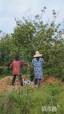 冠幅300厘米南丰王