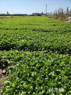 高度15厘米大滨菊