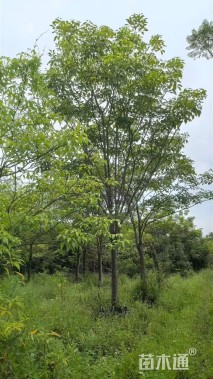 18公分洋红风铃木