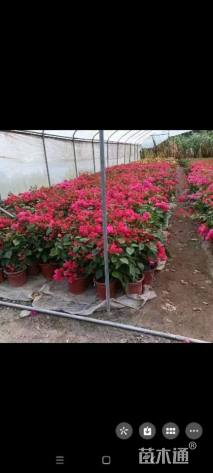 高度50厘米红花三角梅