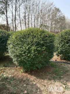 冠幅120厘米小叶女贞球