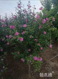 高度250厘米木槿