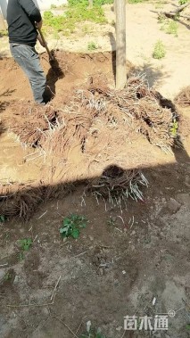 150厘米五叶地锦