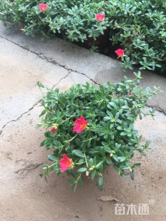 高度15厘米太阳花