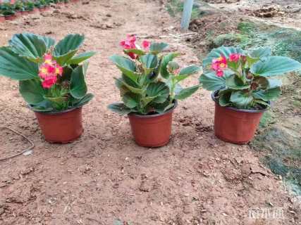 高度15厘米四季海棠