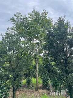 4公分栾树