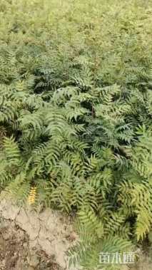 高度100厘米黄连木小苗