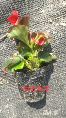 高度10厘米四季海棠