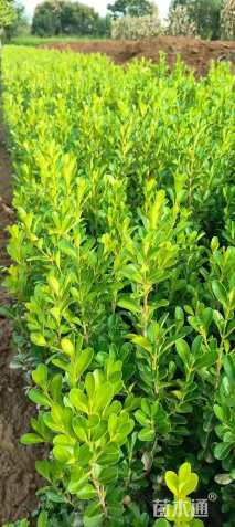 高度40厘米小叶黄杨