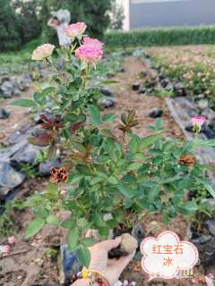 高度40厘米丰花月季