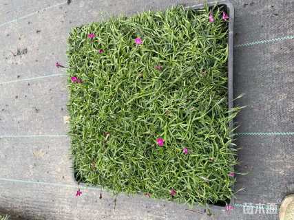 高度10厘米欧石竹