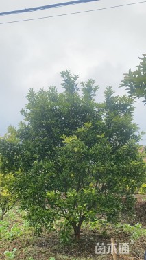 20公分丛生香泡