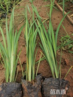 高度30厘米马兰头