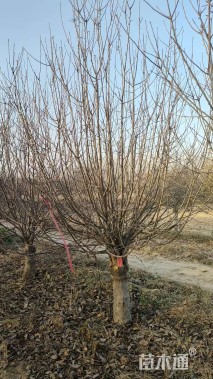 15公分八棱海棠