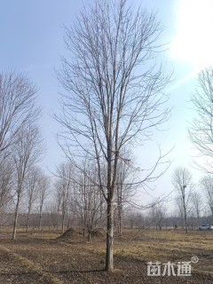 22公分美国红枫-秋火焰