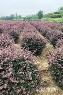 冠幅90厘米红花继木球