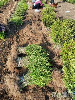 高度50厘米金叶女贞