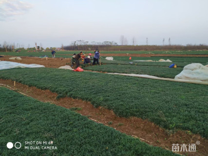 高度5厘米玉龙草