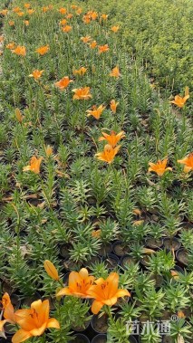 高度20厘米百合